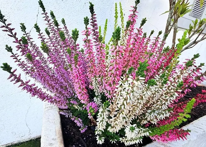 滨海马尔二号公寓 维拉弗兰卡杜坎普